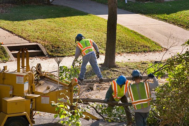 Professional Tree Care Services in Colorado City, TX